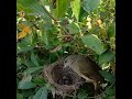 streak eared bulbul birds she raised her little baby in the nest very well.