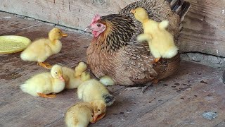 老母鸡孵出一窝小鸭子，母鸡：这帮小崽子不好带，太调皮了Hen broods ducklings