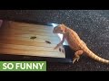 Bearded Dragon successfully plays game on tablet Bearded Dragon successfully plays game on tablet