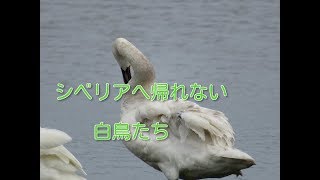 シベリアへ帰れない白鳥たち・・何故？