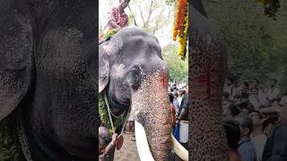 741)Chethallur Devidasan #elephant_video #asianelephant