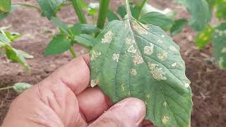 cultivo Tomatillo variedad Tequisquiapan ciclo 2023 - 2024  Norte de Sinaloa