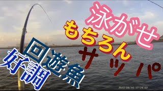 【浜名湖】泳がせ サッパだらけ 激熱 回遊魚 青物 ネリゴ ヒラメ シーバス　仕掛け公開説明　海釣り公園