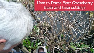 How to prune Gooseberries and take cuttings| Pruning of Gooseberries| How to take cuttings easily|