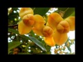 ផ្ការំដួល - Rumdoul - Khmer Traditional Flower