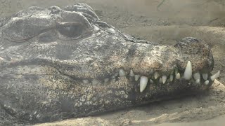 口を大きく開けてください　ニシアフリカコガタワニの様子　Appearance of Western African Little Crocodile　2022年 8月 6日14:40撮影