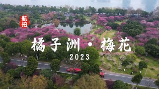 4K | 航拍长沙橘子洲梅园·梅花2023，正是梅花盛开的时候