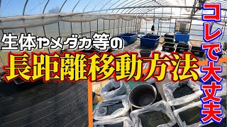 目指せ死着ゼロ！大量のメダカを県外に移動する！