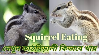 Squirrel || কাঠবিড়ালী || गिलहरी