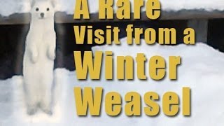 A Rare Visit from a Winter Weasel