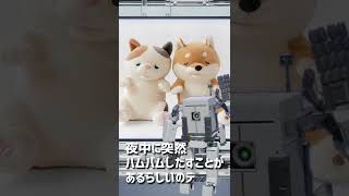 ロボに噛まれる？！新感覚癒しロボット甘噛みハムハムが登場でス #Shorts