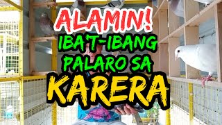 ALAMIN, IBA'T-IBANG PALARO SA KARERA!