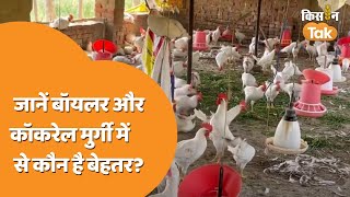 Cockerel \u0026 Broiler Hen: जानें क्यों बॉयलर से बेहतर है कॉकरेल मुर्गी, किसान ने बताई वजह | Kisan Tak