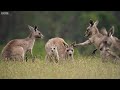 have you ever seen a roos fight