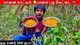 யானை காட்டில் பாலை பழ வேட்டை Jungle Fruits🍋 Jaffna suthan