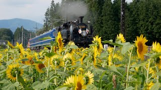 倉ヶ崎SL花畑・ひまわり満開！！東武「SL大樹」他　Tobu-railway Steam loco C11\