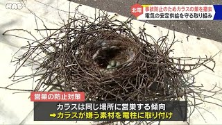 停電防止！電柱の上のカラスの巣を撤去