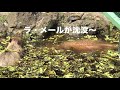 ラ・メール沈没...？　大宮公園のカピバラたち