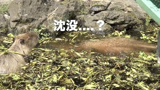 ラ・メール沈没...？　大宮公園のカピバラたち