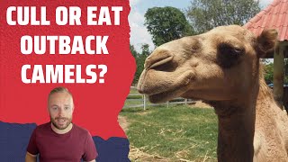 Rob Reacts to... Outback camels: culls and carcasses or milk and meat? 🐪 |  ABC Australia