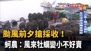 颱風前夕搶採收! 蚵農:風來牡蠣變小不好賣－民視新聞