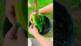 Dragon Fruit Cutting Planting #short #shots #shortsvideo #dragonfruit