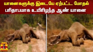 யானைகளுக்கு இடையே ஏற்பட்ட மோதல்... பரிதாபமாக உயிரிழந்த ஆண் யானை | elephant