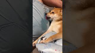 Shiba Inu licks daddy's pants #shorts #shibainu #shiba