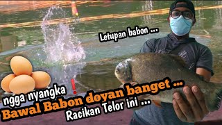 UMPAN TARUNG❗️Dateng Paling siang,malah neter paling duluan | Umpan Jitu bawal