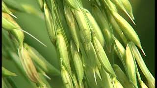 Krishi Darshan I Scientific methods of taking a lot of production of hybrid rice seed crop