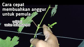 Cara cepat membuahkan anggur varian baikonur new (validasi)