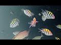 tropical fish snorkeling around the coral outcrop sirenis tropical varadero cuba jan 2024 4k