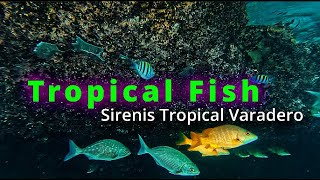 TROPICAL FISH Snorkeling around the Coral Outcrop, Sirenis Tropical Varadero Cuba - Jan  2024  [4K]