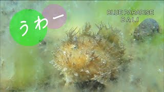 ふさふさカエルアンコウ・ヘアリーフロッグフィッシュ【バリ島ダイビング】two hairy-frogfish, amed