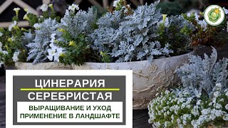 ЦИНЕРАРИЯ серебристая//посев на рассаду, уход, применение в дизайне