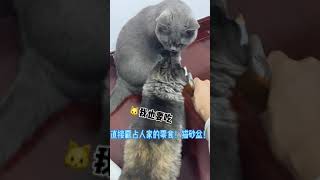 我都替小黑羞羞#猫咪的迷惑行为 #沙雕猫咪的日常 #萌宠出道计划   抖音