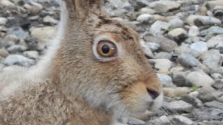 Big Funny Bunny Hares in Calgary Downtown