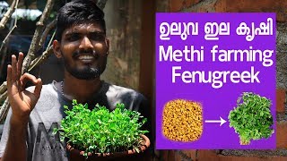 ഉലുവ ഇല കൃഷി Methi farming/ Fenugreek farming - Easy method