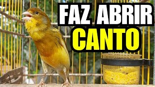 Canário Belga Cantando - Canário Parou de Cantar? Coloque Isso e Ouça a Melodia do Canto de Canário