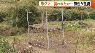 罠に子グマ２頭…近くに母グマか!? 罠を見に行った男性が襲われ重傷　専門家「最も注意すべき場面」 (23/11/06 19:20)