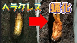 ヘラクレスオオカブトの蛹化　タイムラプス