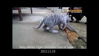 2012.11.19 しろとり動物園 ホワイトタイガー　White Tiger at Shirotori Zoo in Japan