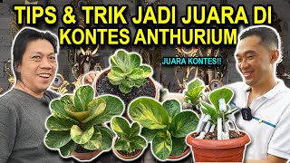 TIPS & TRIK JADI JUARA DI KONTES ANTHURIUM