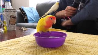 Lutino lovebird bathing