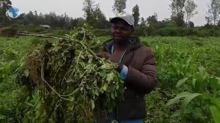 Elephants invade farms and destroy crops