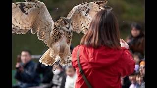 掛川花鳥園　白フクロウが凄く綺麗　雪降るバードショーを　α９で連写して来ました