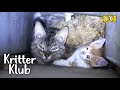 Cat Family Trapped In A Wall, Crying For Help l Kritter Klub