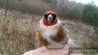 Предновогодняя ловля щеглов. Белобородый щегол.