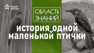 Где скрывалась большеклювая камышовка? Лекция орнитолога Павла Квартальнова