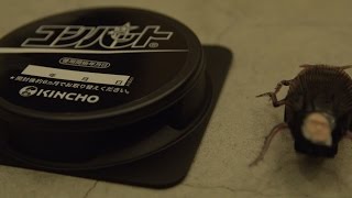 【閲覧注意】アース製薬「ブラックキャップ」とキンチョー「コンバット」の効き目をゴキブリが試してみた/ 「とびだせ！ゴキブリーズ！vol.34」